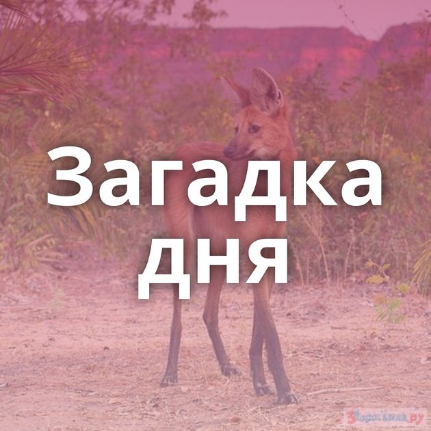 Загадка дня