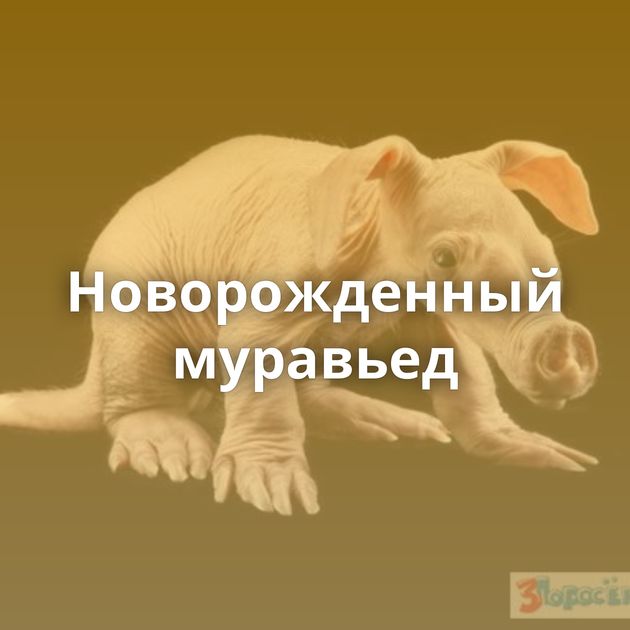 Новорожденный муравьед