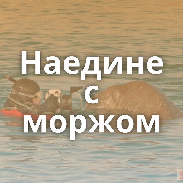 Наедине с моржом