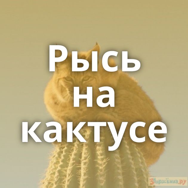 Рысь на кактусе