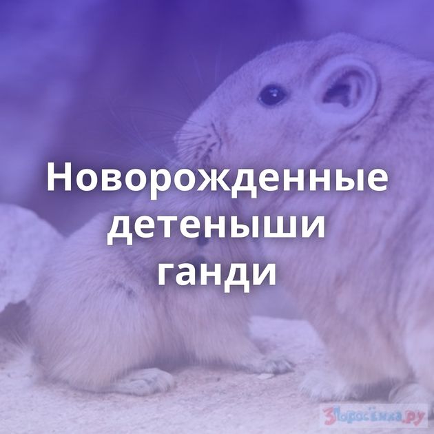 Новорожденные детеныши ганди