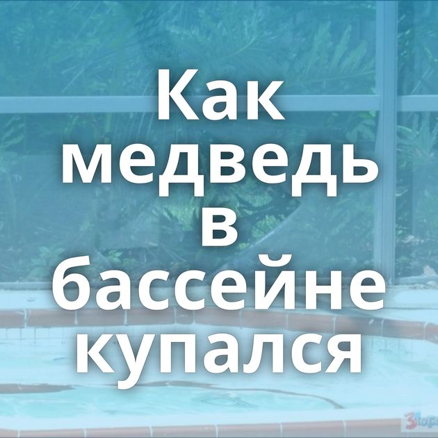 Как медведь в бассейне купался