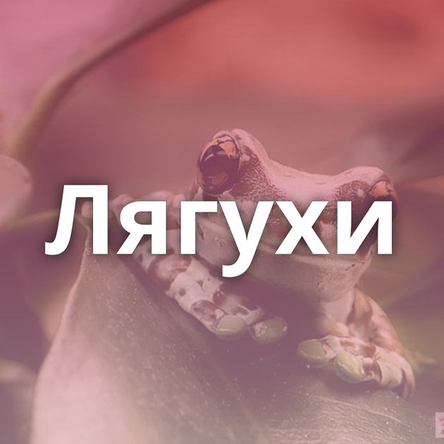 Лягухи