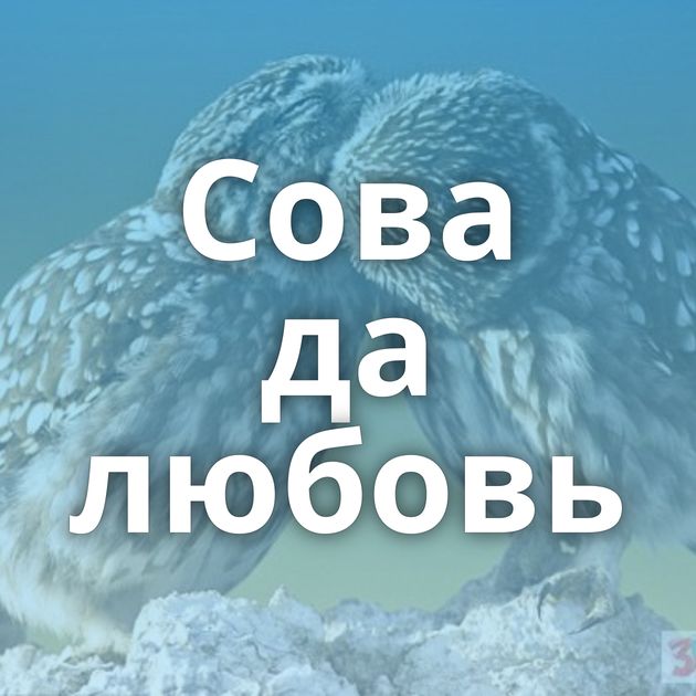 Сова да любовь