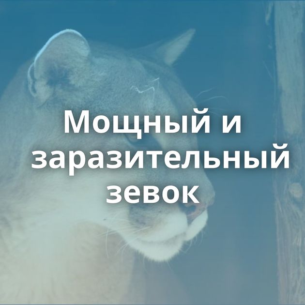 Мощный и заразительный зевок