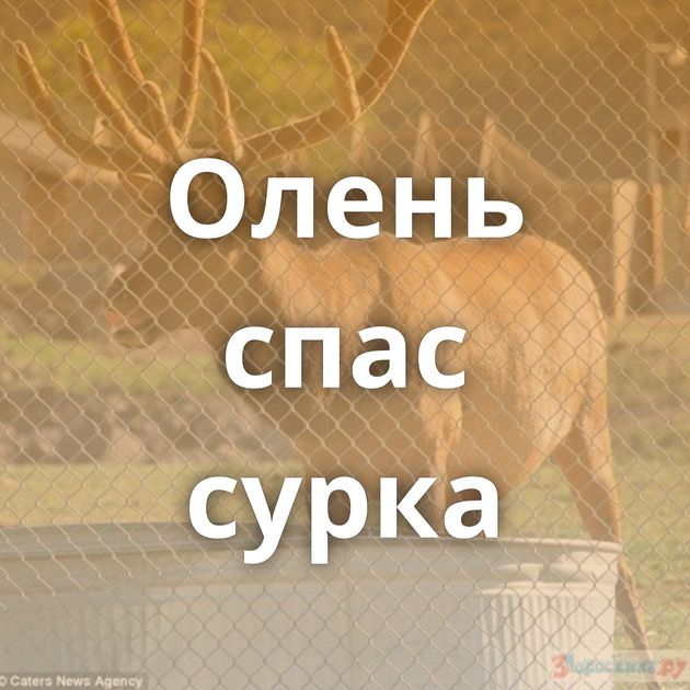 Олень спас сурка