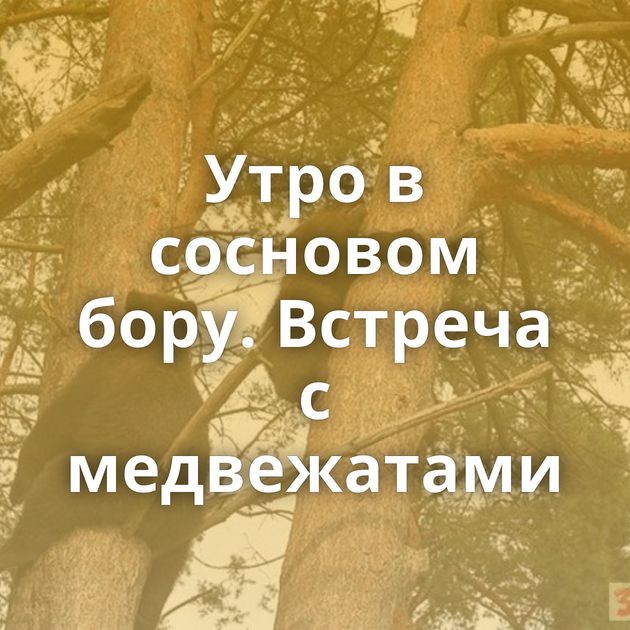 Утро в сосновом бору. Встреча с медвежатами