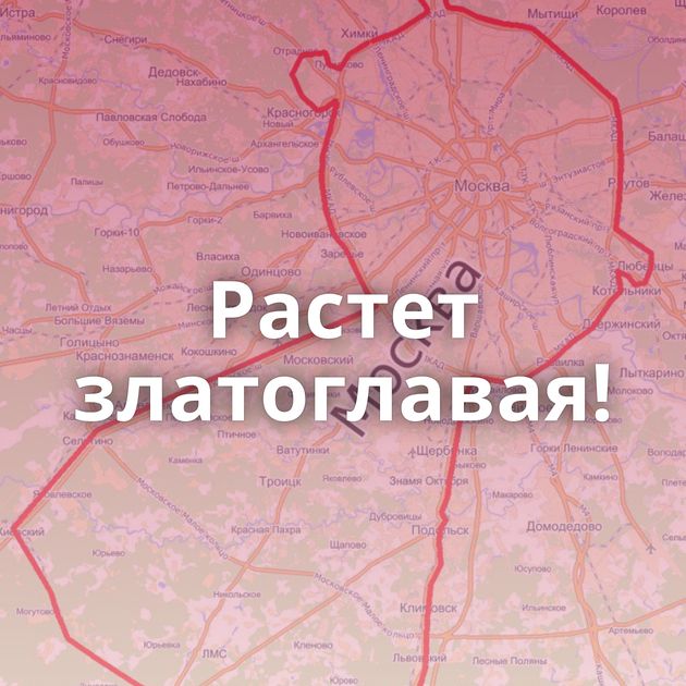 Растет златоглавая!