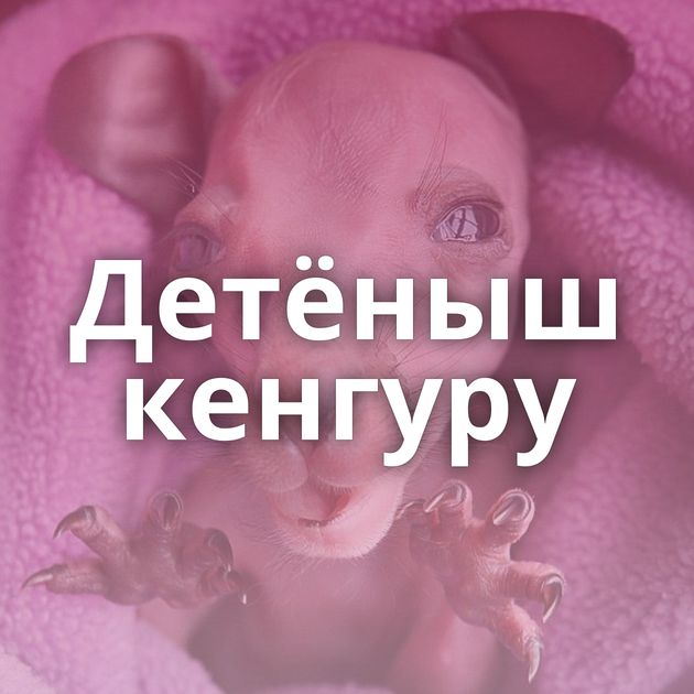 Детёныш кенгуру