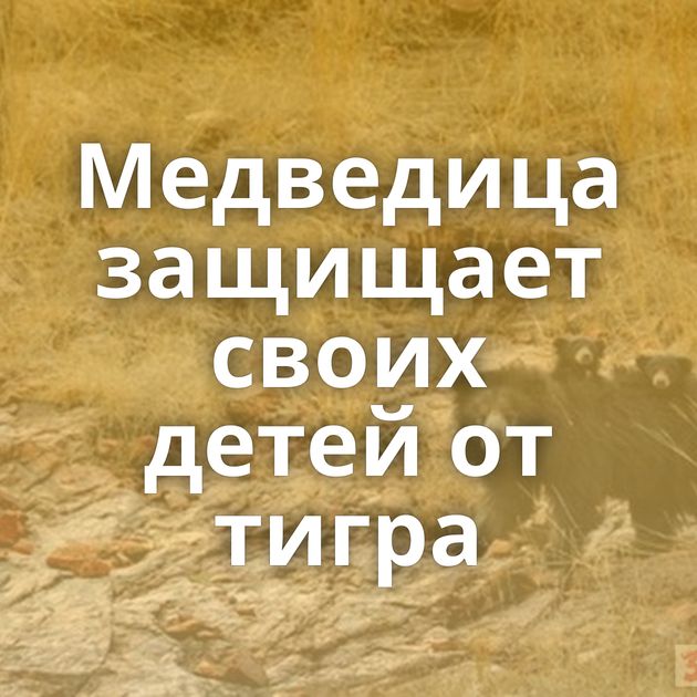 Медведица защищает своих детей от тигра