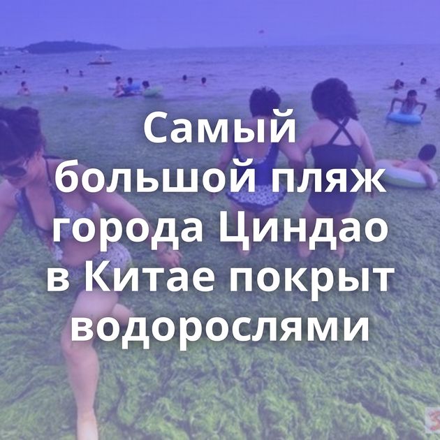 Самый большой пляж города Циндао в Китае покрыт водорослями