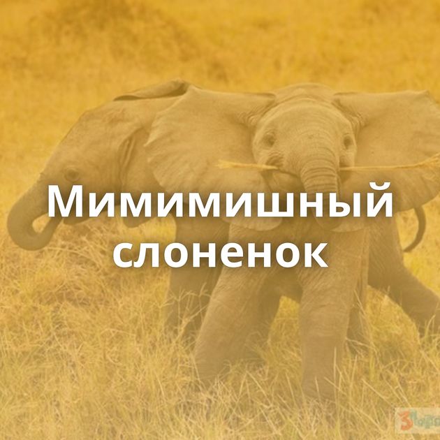 Мимимишный слоненок