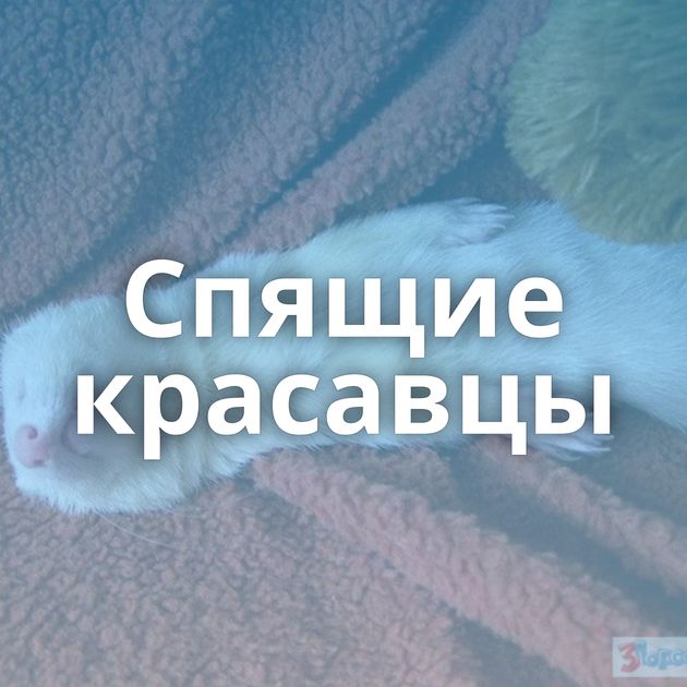 Спящие красавцы