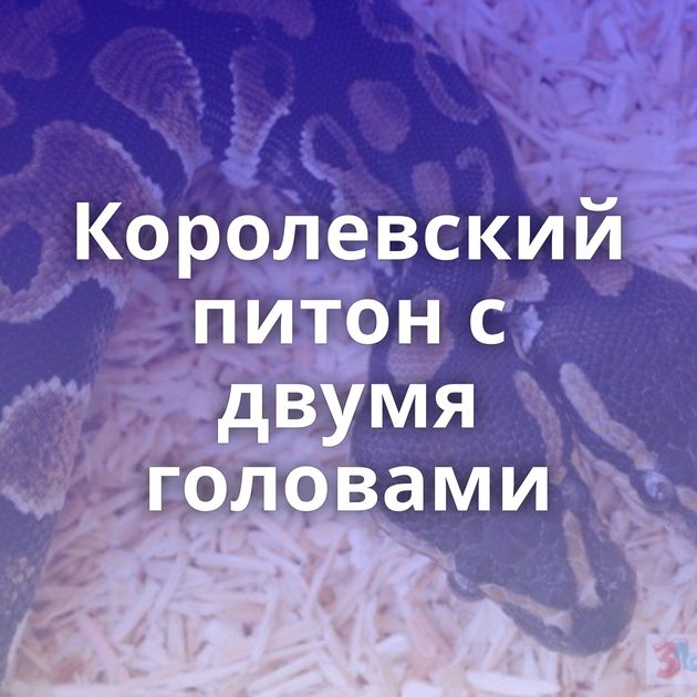 Королевский питон с двумя головами