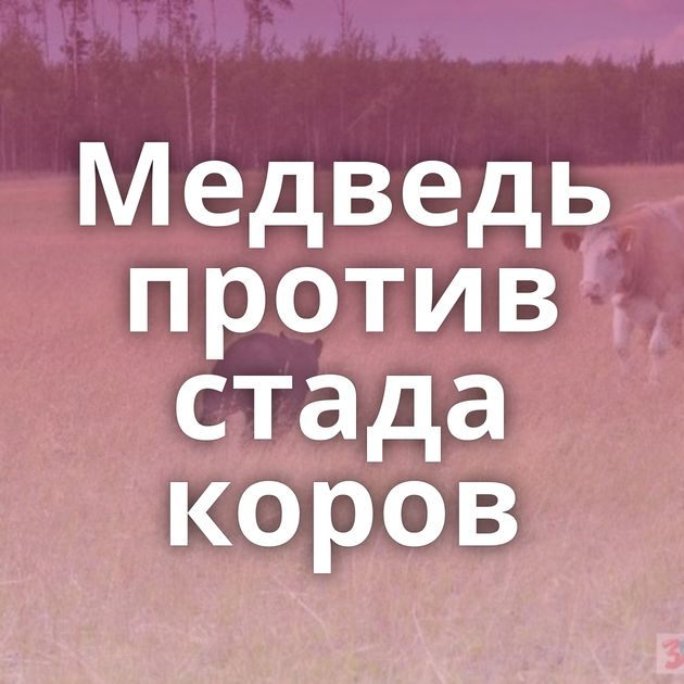 Медведь против стада коров