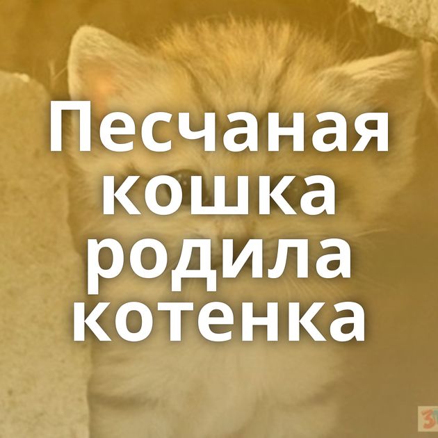 Песчаная кошка родила котенка