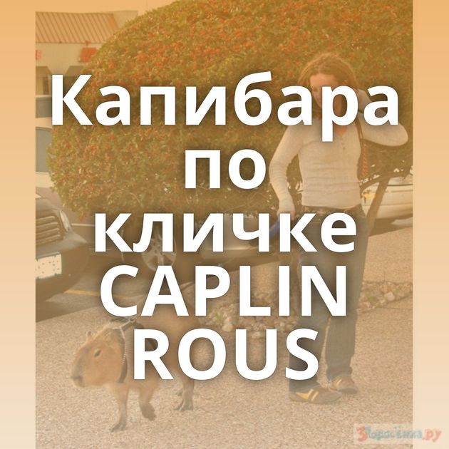 Капибара по кличке CAPLIN ROUS