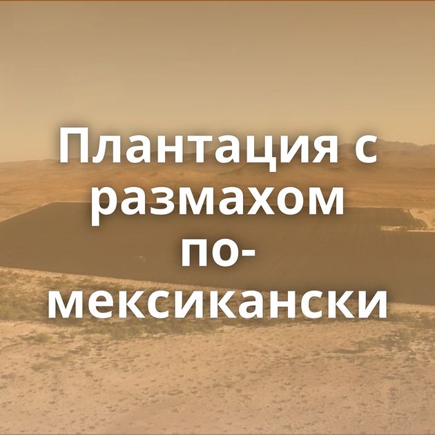 Плантация с размахом по-мексикански