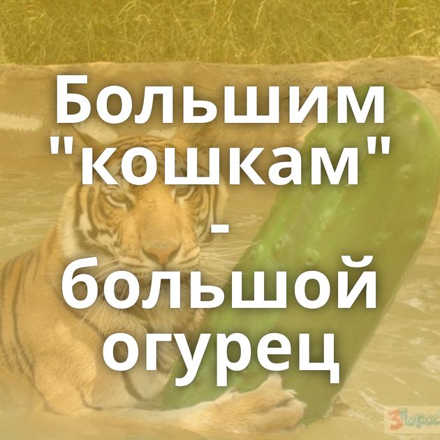 Большим 