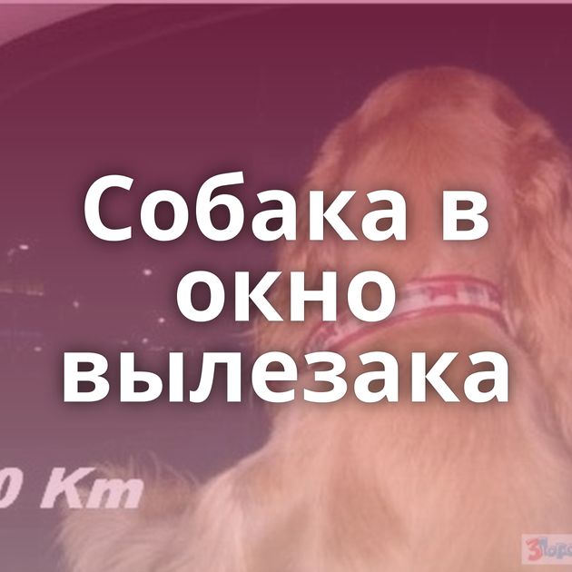 Собака в окно вылезака