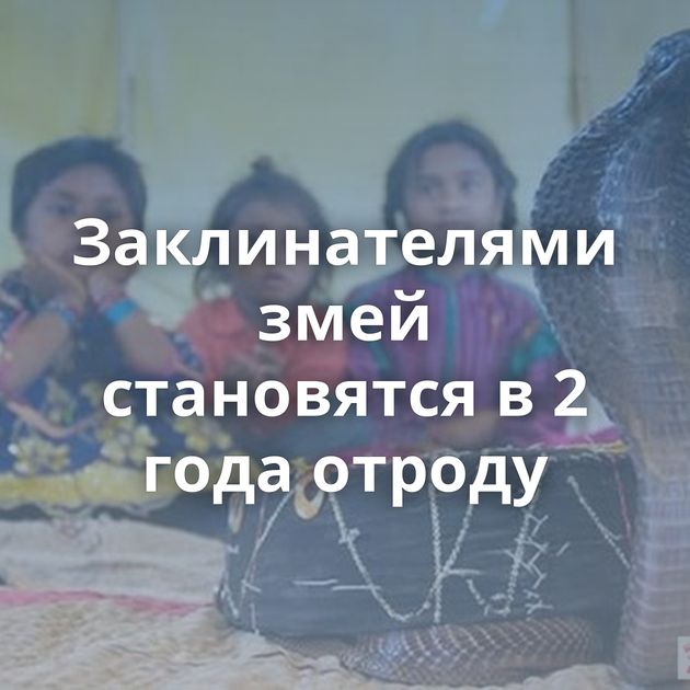 Заклинателями змей становятся в 2 года отроду