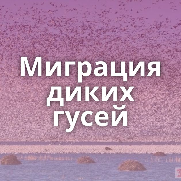 Миграция диких гусей