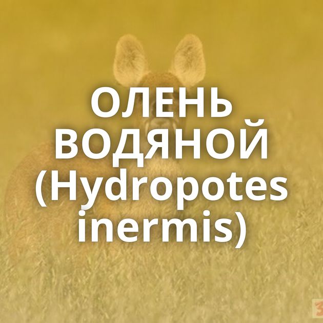 ОЛЕНЬ ВОДЯНОЙ (Hydropotes inermis)