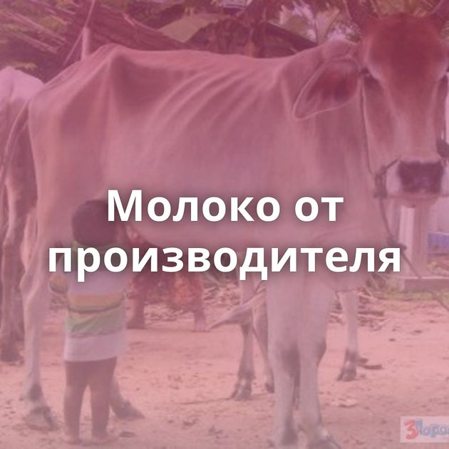 Молоко от производителя