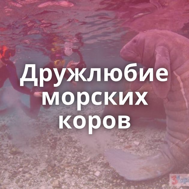 Дружлюбие морских коров