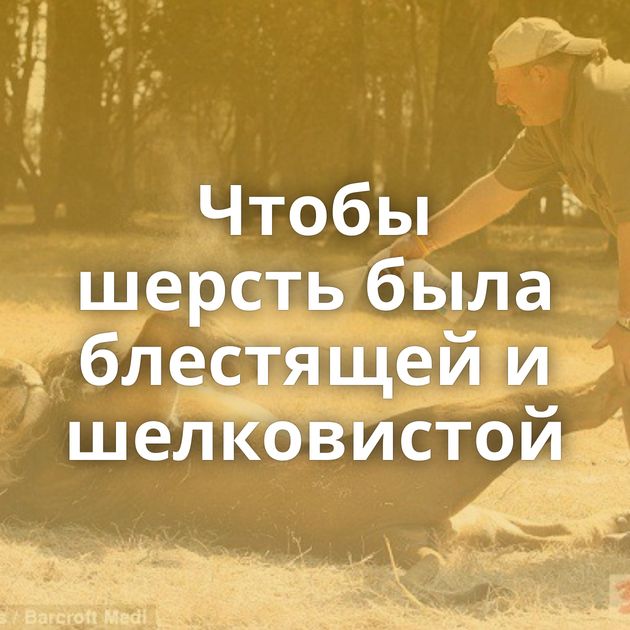 Чтобы шерсть была блестящей и шелковистой