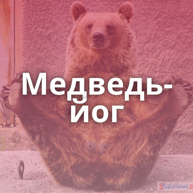 Медведь-йог