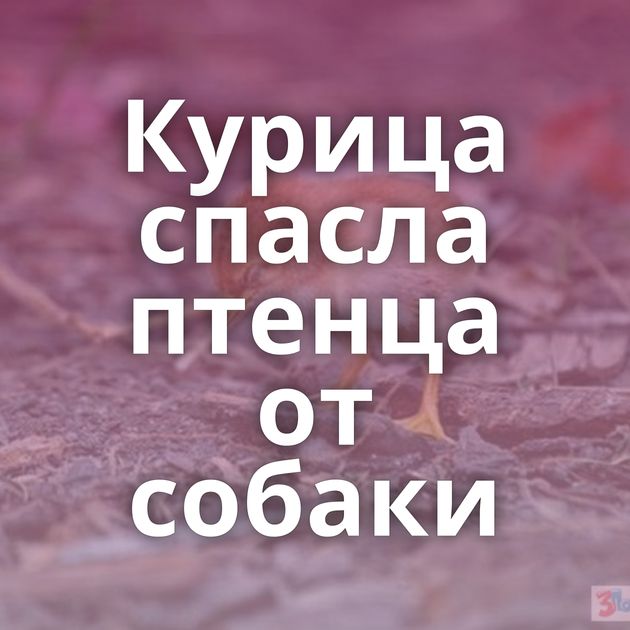 Курица спасла птенца от собаки