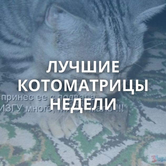 ЛУЧШИЕ КОТОМАТРИЦЫ НЕДЕЛИ