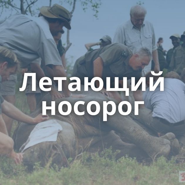 Летающий носорог