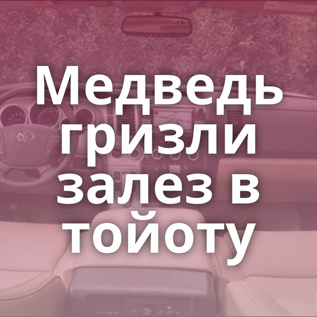 Медведь гризли залез в тойоту