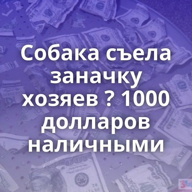 Собака съела заначку хозяев ? 1000 долларов наличными