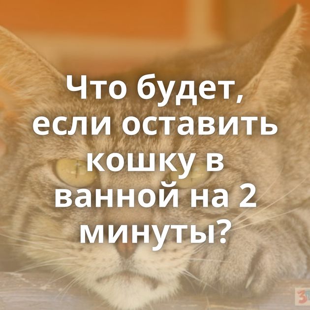 Что будет, если оставить кошку в ванной на 2 минуты?