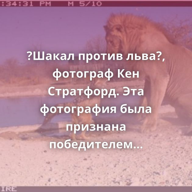 ?Шакал против льва?, фотограф Кен Стратфорд. Эта фотография была признана победителем конкурса ?Wild