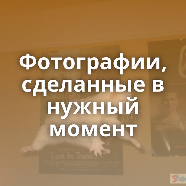 Фотографии, сделанные в нужный момент