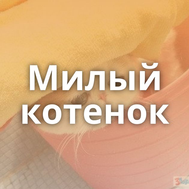 Милый котенок