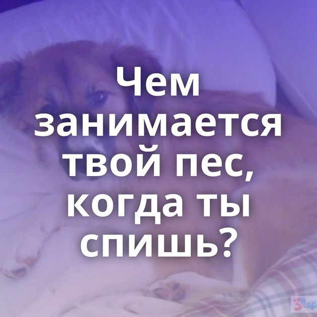 Чем занимается твой пес, когда ты спишь?