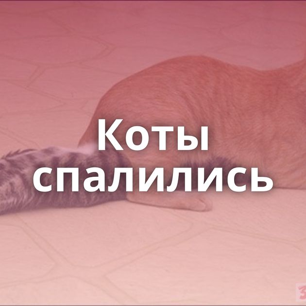 Коты спалились