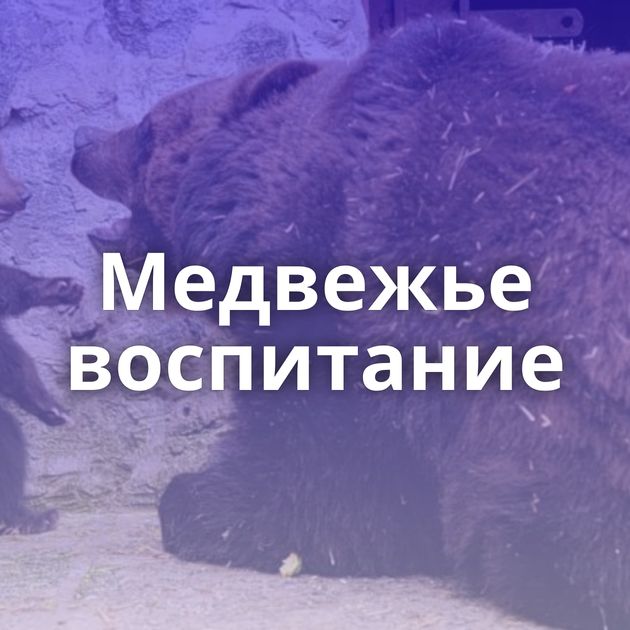 Медвежье воспитание