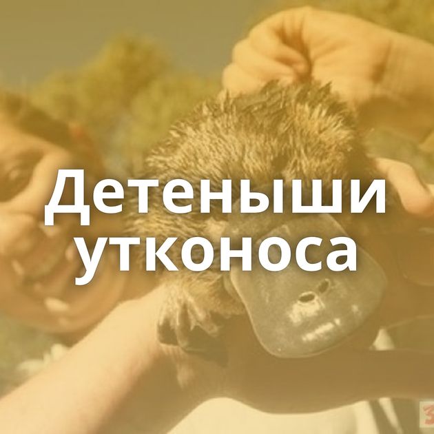 Детеныши утконоса