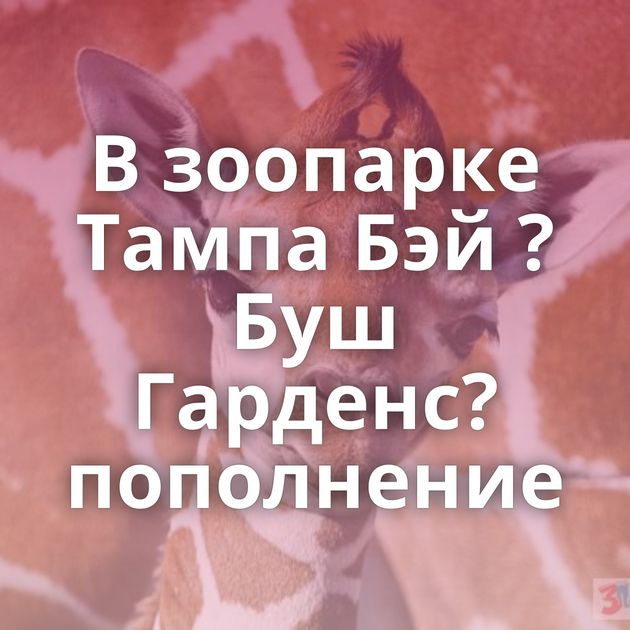 В зоопарке Тампа Бэй ?Буш Гарденс? пополнение