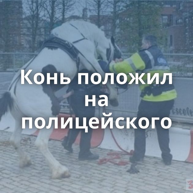 Конь положил на полицейского