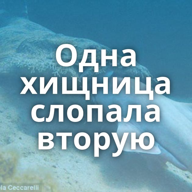 Одна хищница слопала вторую