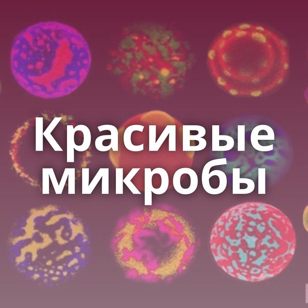 Красивые микробы