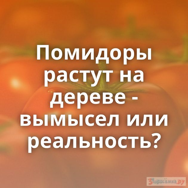 Помидоры растут на дереве - вымысел или реальность?