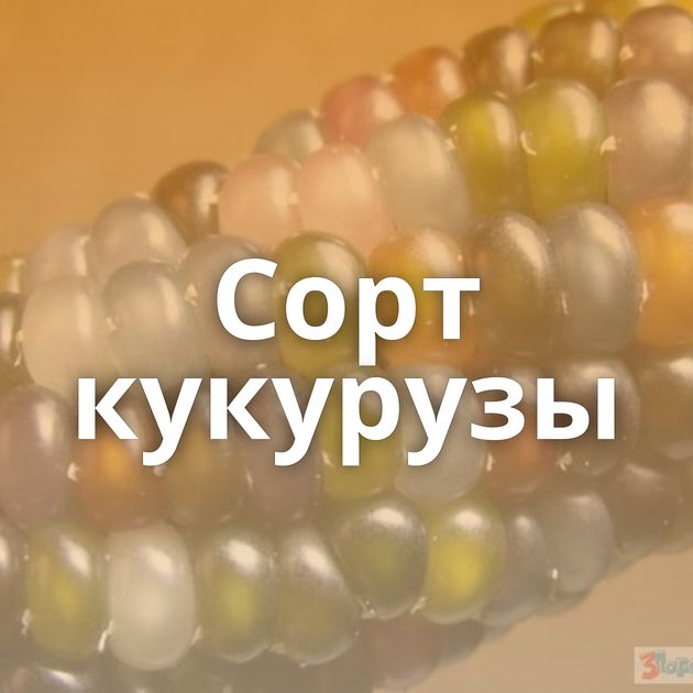 Cорт кукурузы